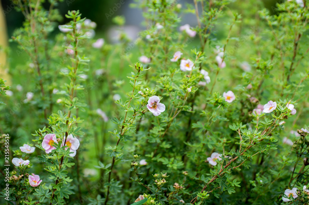 flowers, wasp