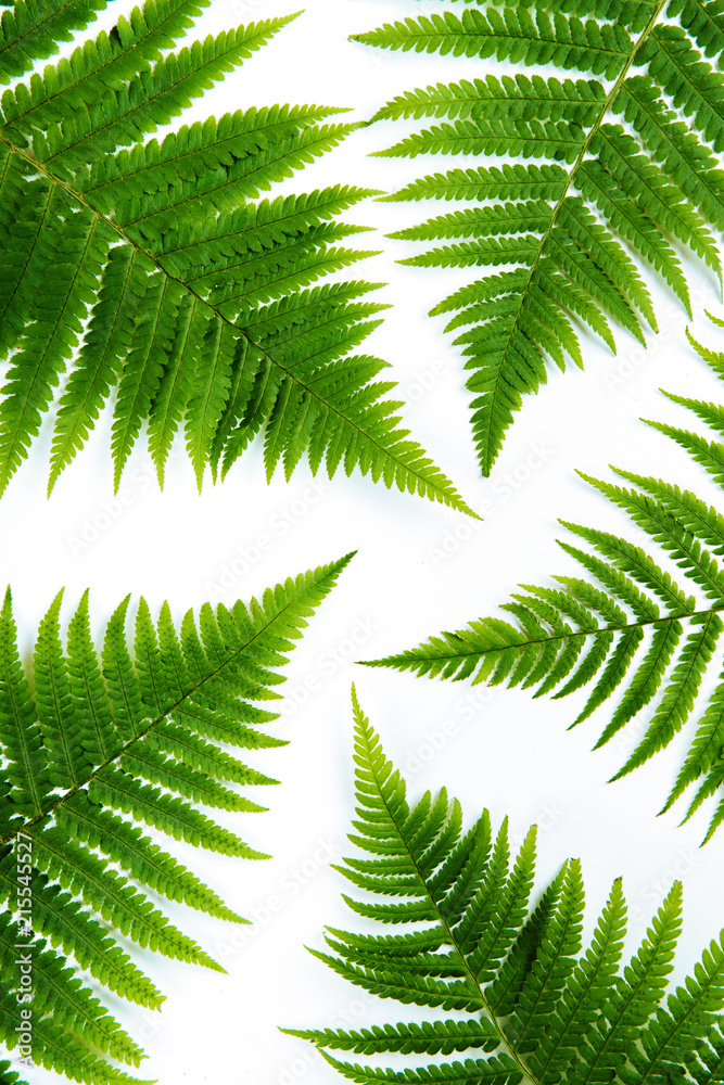 Fern leaf isolated on white. Fern leaf isolated on white.