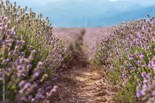 Fototapeta Naklejka Na Ścianę i Meble -  Blooming lavender in a field at sunset.