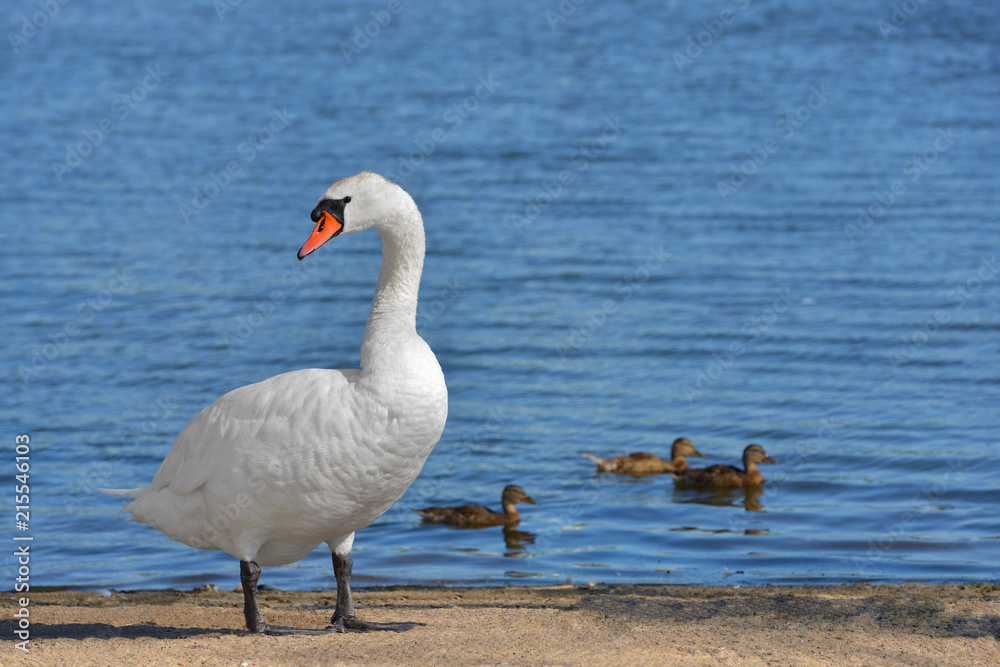 Obraz premium Mute swan (Cygnus olor) against a background of ducks on blue lake