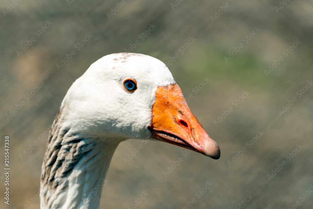 Beautiful snow goose portraIt. White goose with blue eyes. 