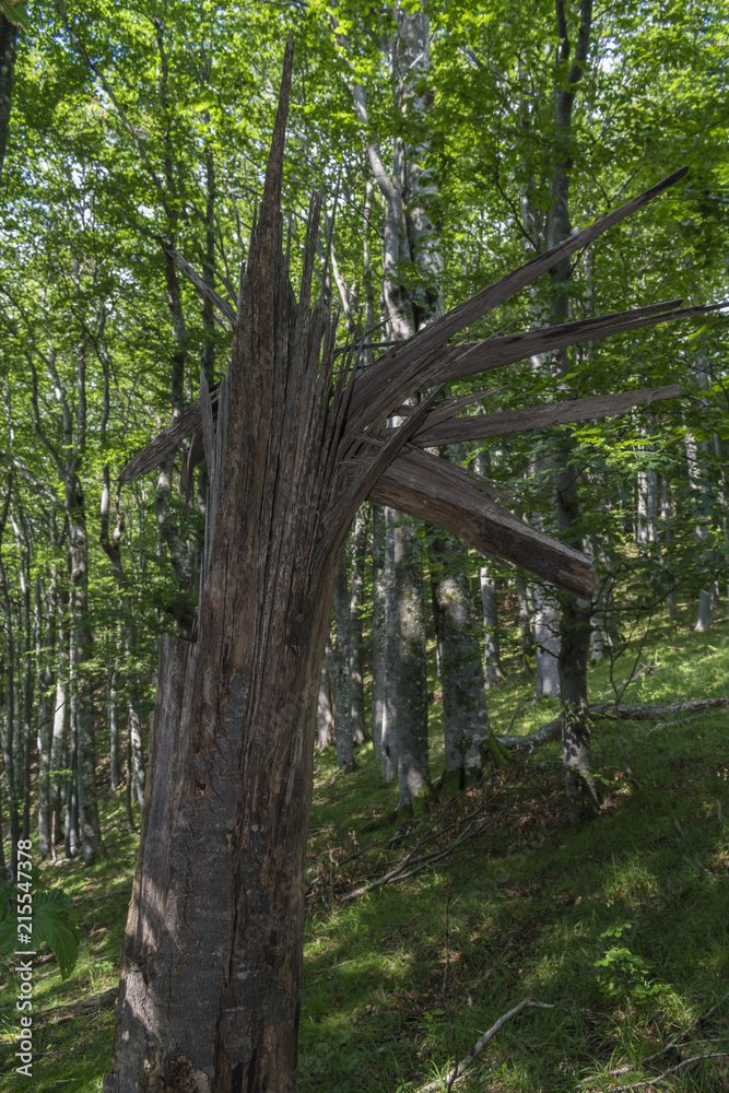 Fallen tree after a powerful lightning on the way to Eho hut. The mountain in the central Balkan astonishes with its beauty, fresh air and magnetism. Fallen tree after a powerful lightning on the way to Eho hut. The mountain in the central Balkan astonishes with its beauty, fresh air and magnetism.