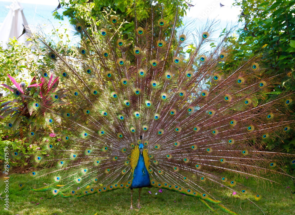 Obraz premium Peacock