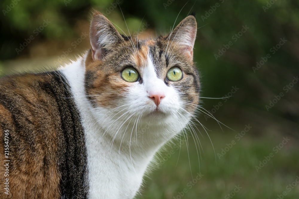 Obraz premium streichel mich!