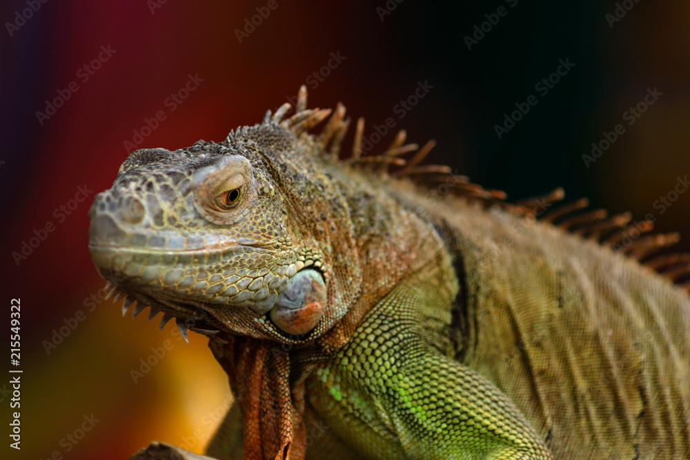 Iguana on a tree branch - portrait Iguana on a tree branch - portrait