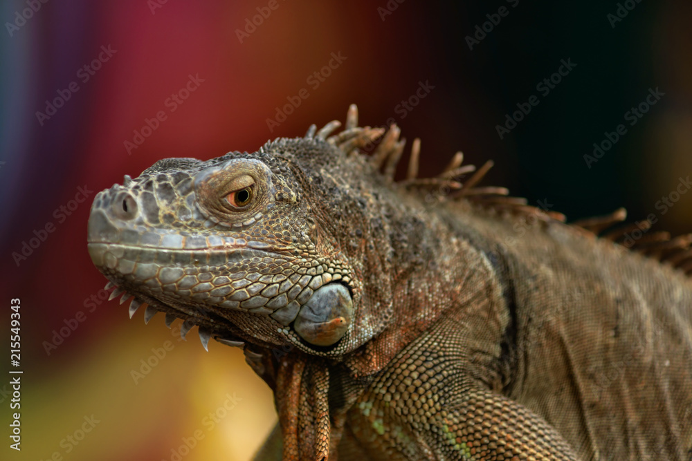 Iguana on a tree branch - portrait Iguana on a tree branch - portrait