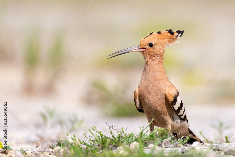 The hoopoe (Upupa epops) stands on the ground The hoopoe (Upupa epops) stands on the ground