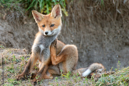 Little Red Fox itches near his hole