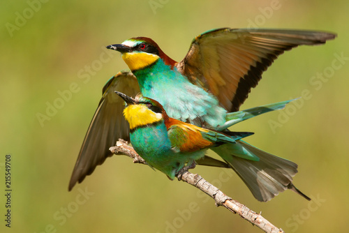 European bee eaters (Merops apiaster) mating on a beautiful background