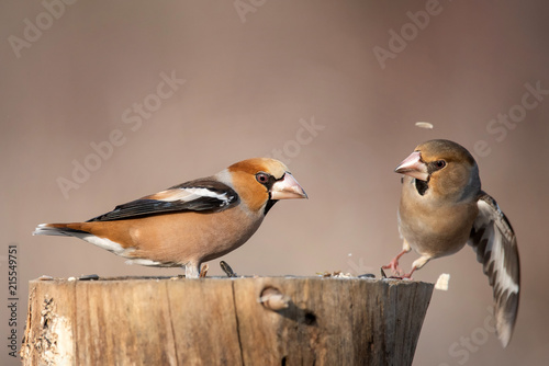 Two Hawfinch (Coccothraustes coccothraustes) sitting on a stump © Tatiana