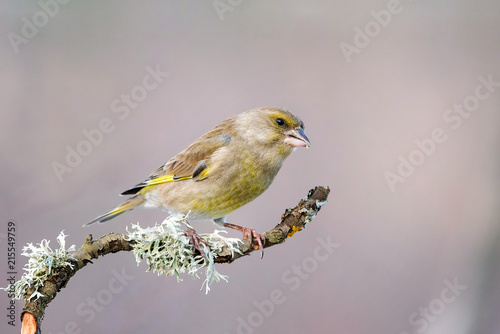 European Green finch (Carduelis chloris) sitting on a beautiful stick with moss