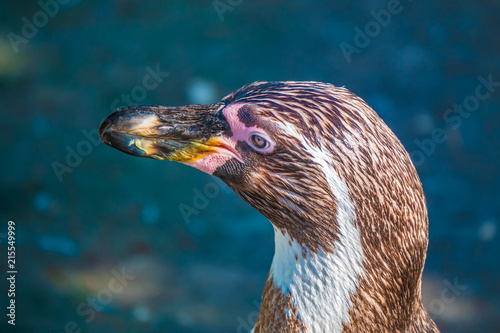 Closeup of a Humboldt penguin photo