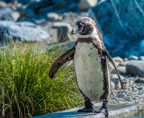 Humboldt penguin awkwardly walking on a rail