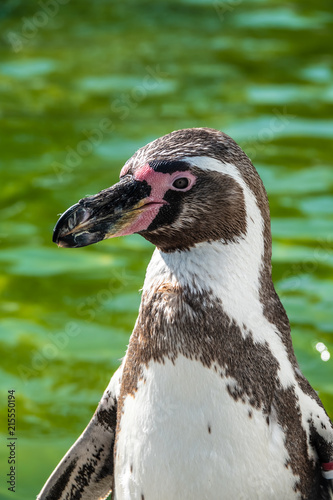 Closeup of a Humboldt penguin photo