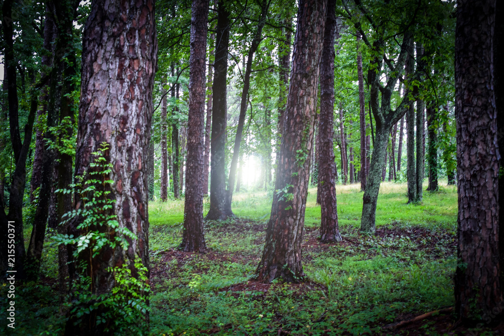 Obraz premium Tree Light Glare