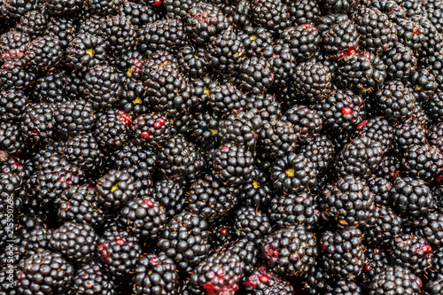 Background of fresh blackberries. View from above. A lot of ripe juicy wild fruit berries.