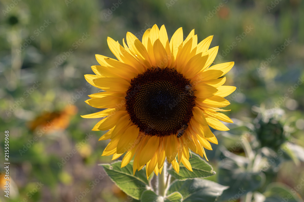 Fototapeta premium Große gelb blühende Sonnenblume im Sommer im Gegenlicht