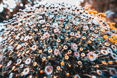 Fototapeta Naklejka Na Ścianę i Meble -  Huge spherical bush of flowers shot on a wide-angle lens: orange, pink and bluish vivid colors, shallow depth of field, chromatic aberrations in a defocused background