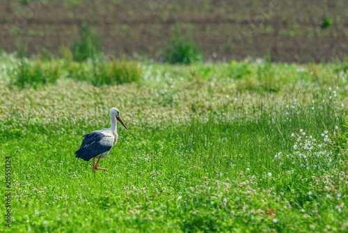 the stork walks the grass field