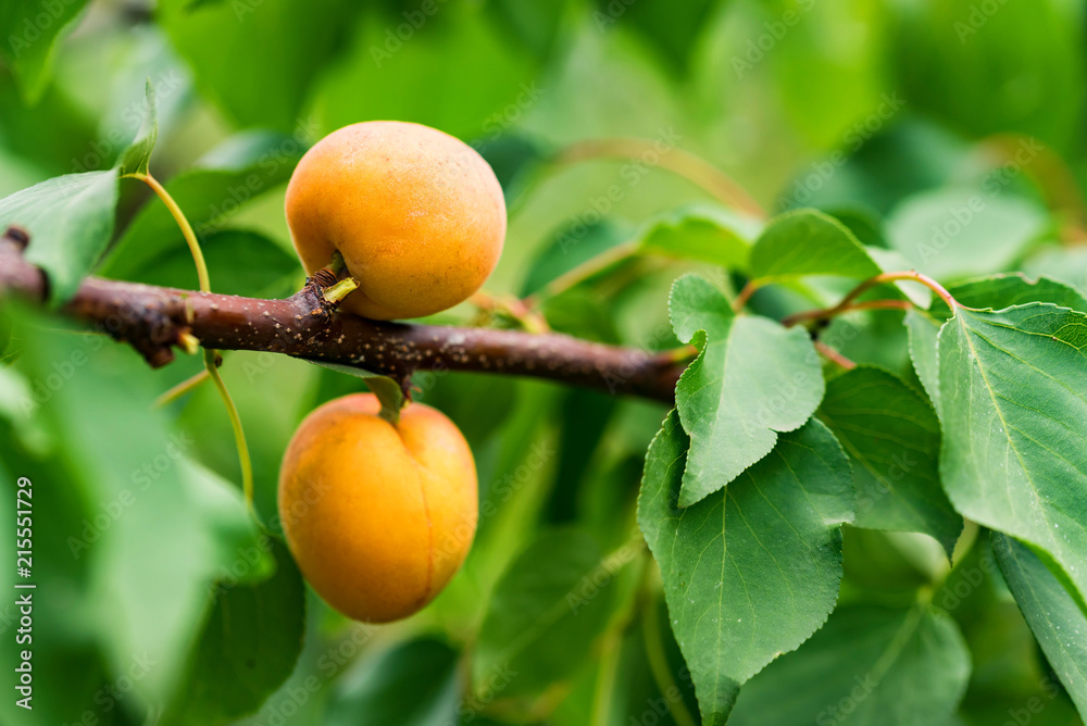 Apricot tree branch with ripe fruits