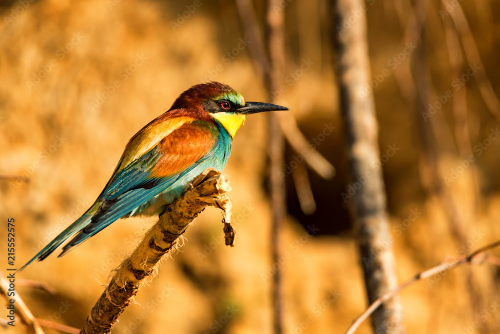 Exotic bird European bee-eater or Merops apiaster Exotic bird European bee-eater or Merops apiaster