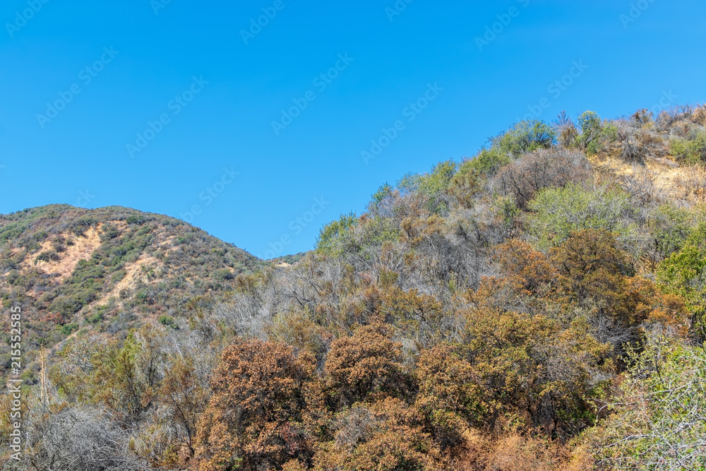 Dry tall brush covers desert mountains in southwest with blue sky for copy space Dry tall brush covers desert mountains in southwest with blue sky for copy space
