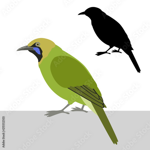 greater green leaf bird vector illustration flat style silhouette