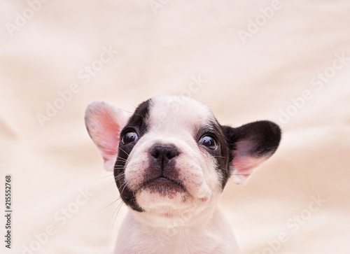 French bulldog puppy