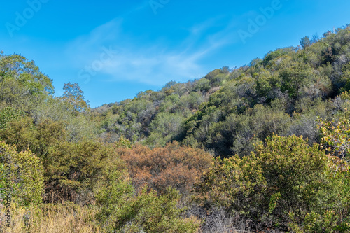 Heavy brush and dry trees in summer sun on Southern California mountain hillside on hot summer day