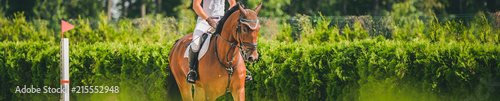 Horse horizontal banner for website header design. Dressage horse and rider in uniform during equestrian competition. Blur green trees as background.  © taylon