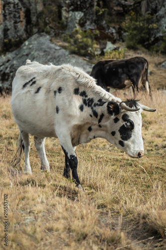 vaca - ganado - pasto