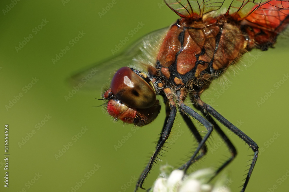 Ruddy darter (Sympetrum sanguineum) Ruddy darter (Sympetrum sanguineum)