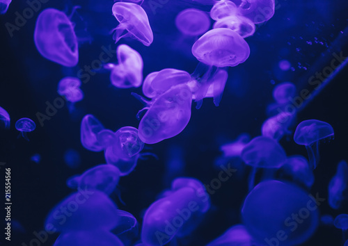 Jellyfish in action in the aquarium,Creating beautiful effect while in motion
