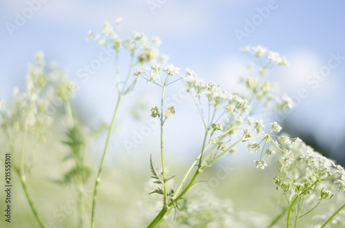 White flowers in the field 
