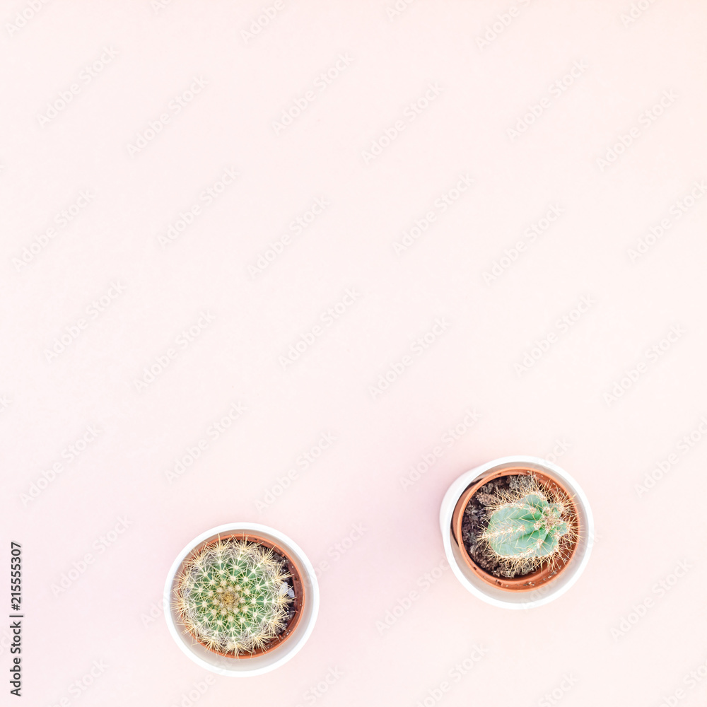 Top view of small pots with decorative cactuses Top view of small pots with decorative cactuses