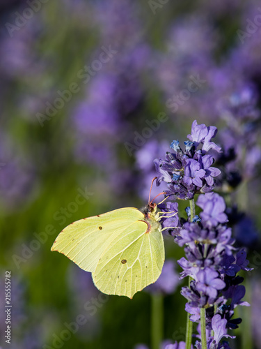 Brimstone butterfly and the lavender