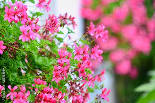 Fototapeta Naklejka Na Ścianę i Meble -  Closeup of a colourful blossoms of flowering pink Geranium.