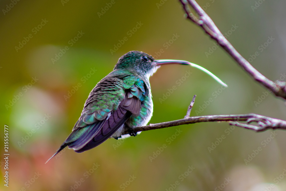 Fototapeta premium Hummingbird bird from tropic forest in Brazil