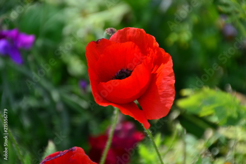 Red Poppy in Bloom