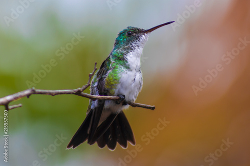 Fotografie Hummingbird bird from tropic forest in Brazil