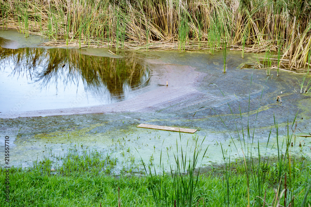 Fototapeta premium dirty water in the lake, ecological disaster, mold on the water