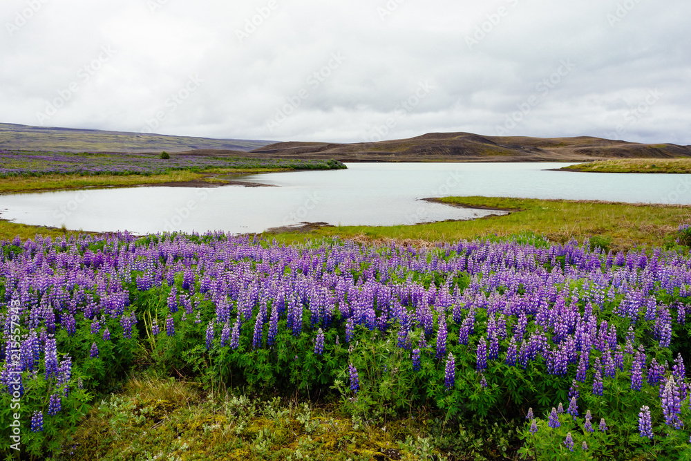Landscape with Nootka lupines in Iceland