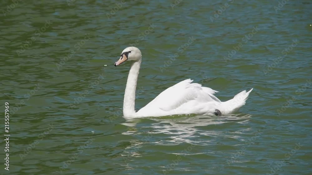 Swans on the water. A beautiful white swan is drinking water. Swans on the water. A beautiful white swan is drinking water.