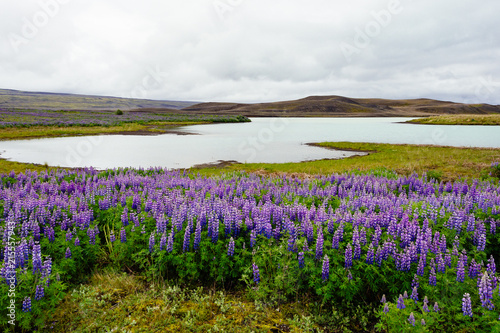 Landscape with Nootka lupines in Iceland