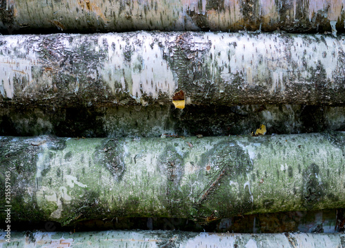 Fototapeta Naklejka Na Ścianę i Meble -  sawn logs on the ground, Spilled trees, beautiful background of trees, forest