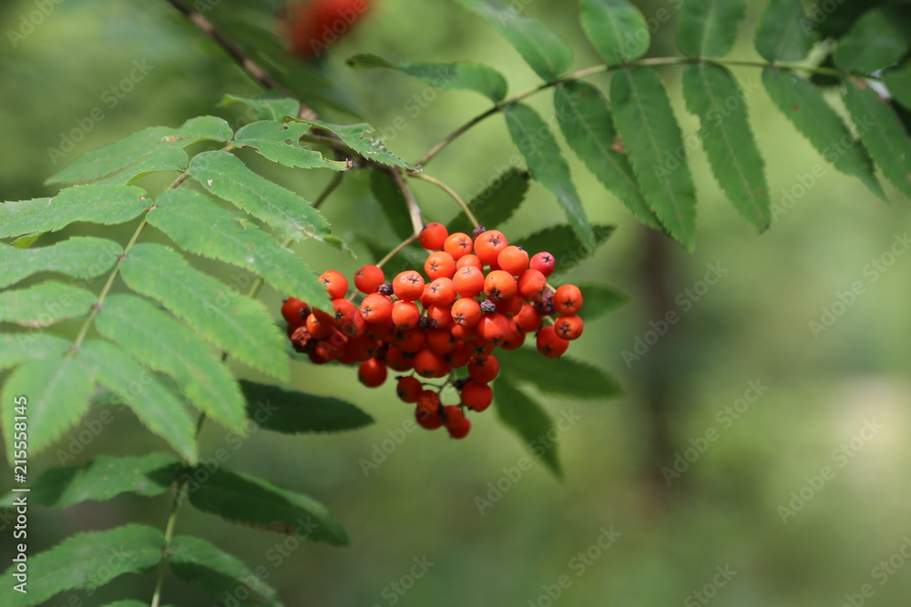 Ripe mountain ash on branches