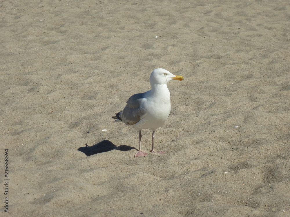 seagull