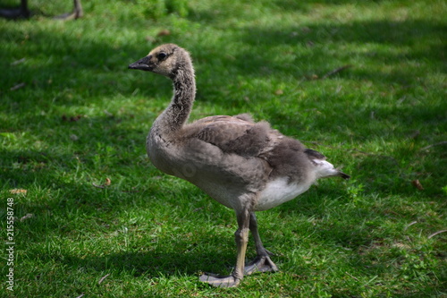 A Growing Gosling