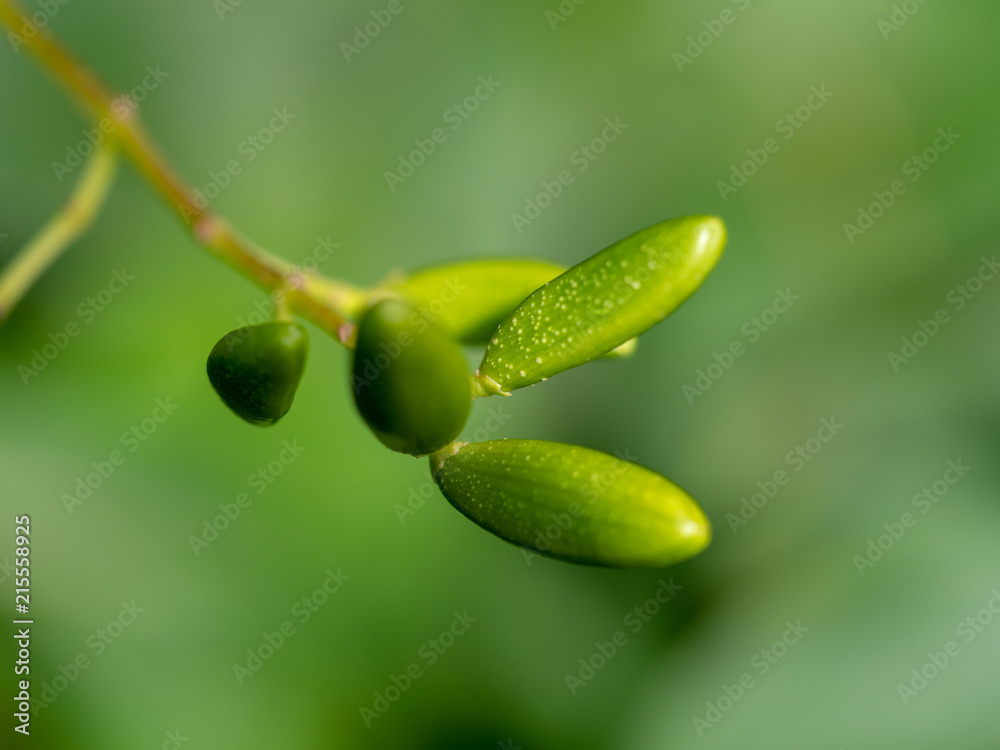 green flower