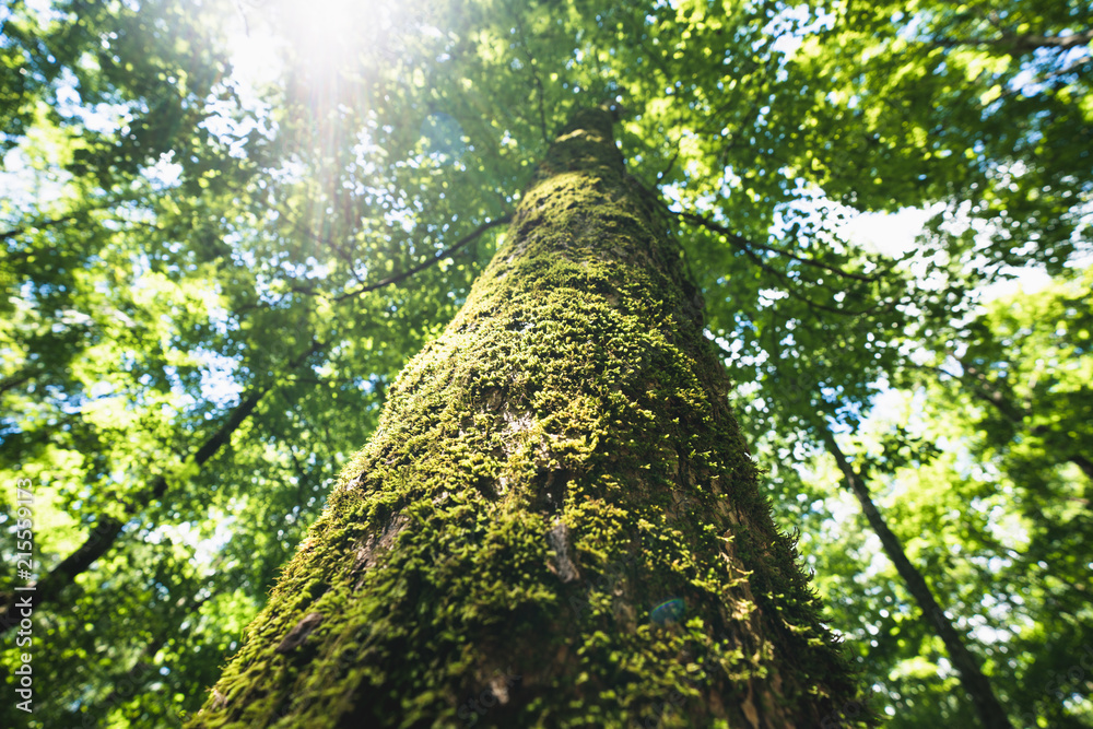 Fototapeta premium Looking up the moss covered trunk of a tall tree